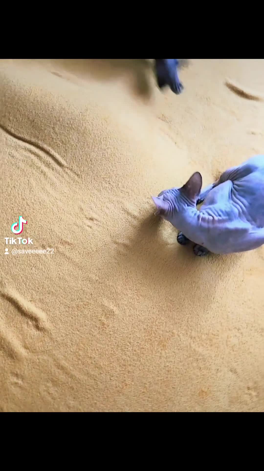 Sphynx cats for sale: Canadian blue-black sphynx kitten - Video 2