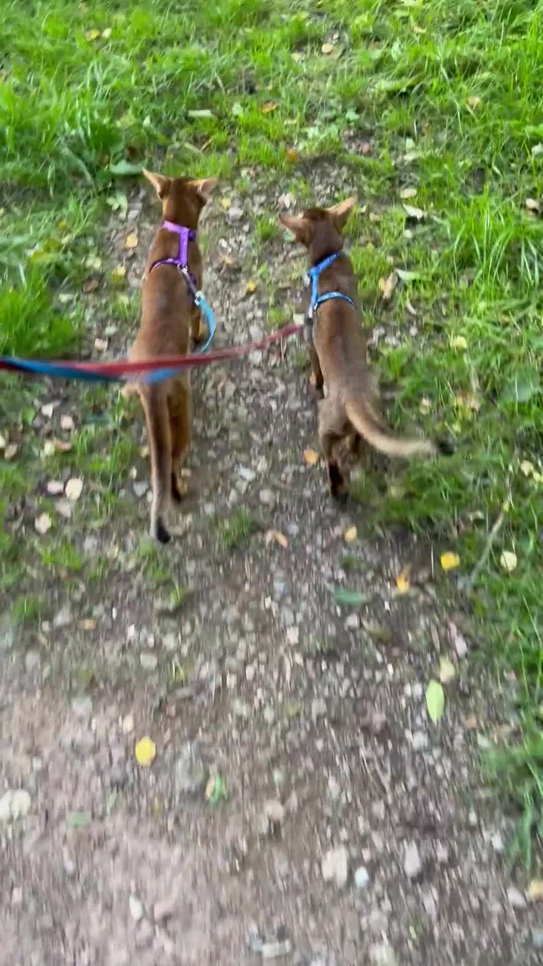 Abyssinian cats for sale: Beautiful Abyssinians kittens - Video 1