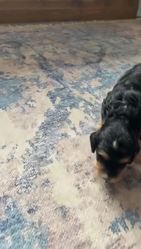 Cockapoo dogs for sale: STUNNING PHANTOM PUPS EXTENSIVE DNA TESTED  - Video 2