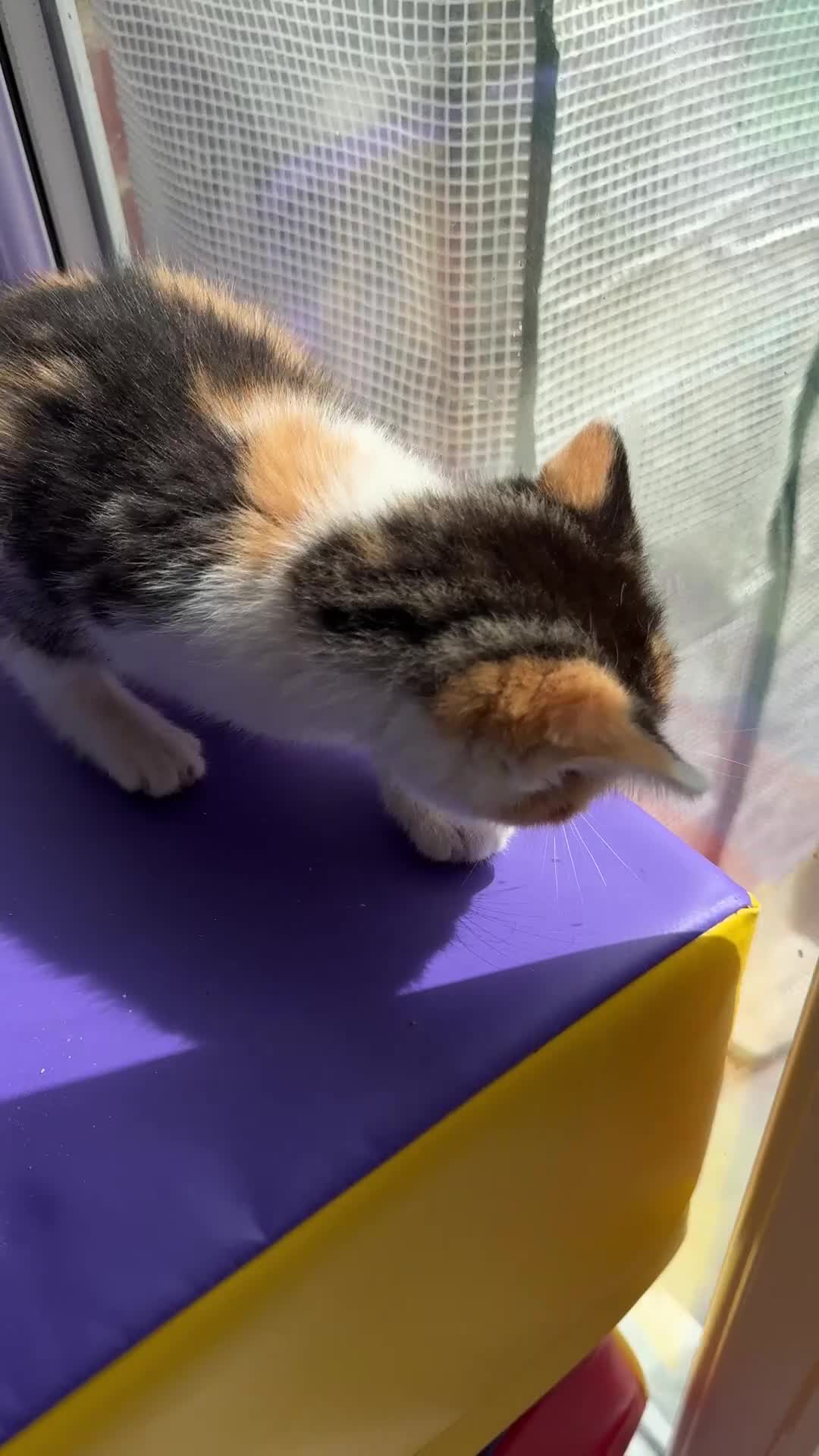 Mixed Breed cats for sale: 4 STUNNING KITTENS READY FOR A LOVING HOME - Video 4