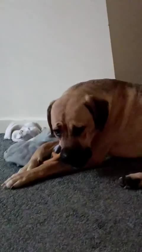 Mixed Breed dogs for sale: Cane corso x Mastiff for rehoming - Video 2