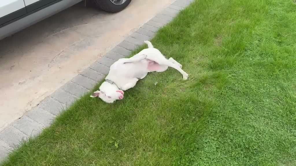 Mixed Breed dogs for adoption: ❤️🐶 SAGA – PLEASE DON’T SCROLL.. in Retford - Video 3