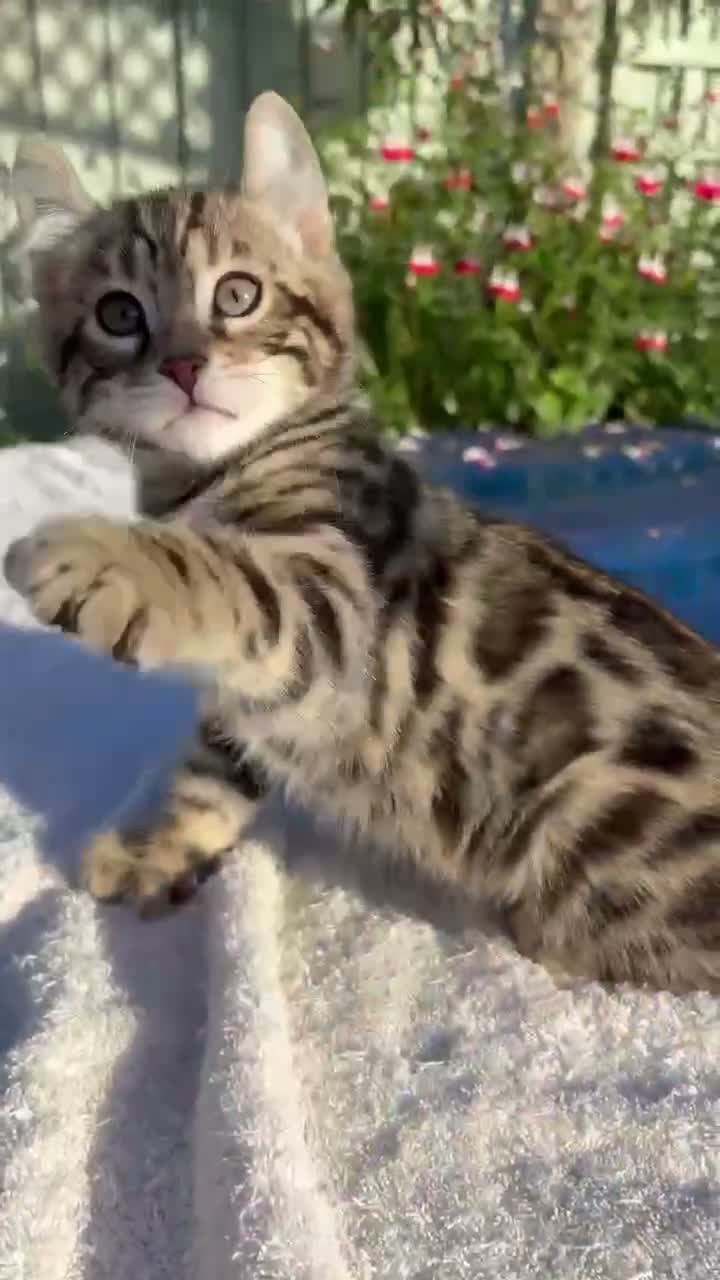 Keetso cats for sale: Superb polydactyl curled eared Keetso kittens.  - Video 1