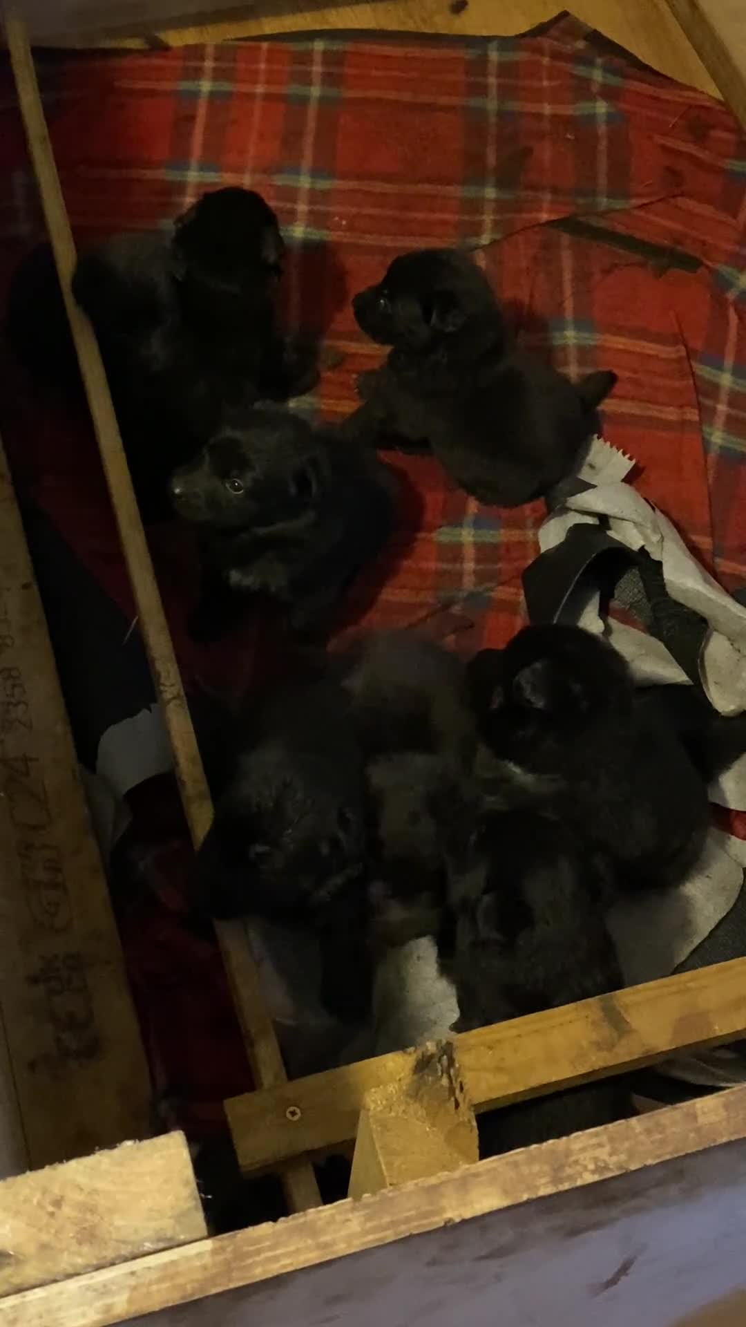 German Shepherd dogs for sale: 8 German shepherd puppies - Video 1