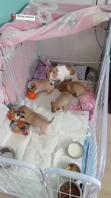 Chihuahua dogs for sale: three beautiful Chihuahua puppies  - Video 2