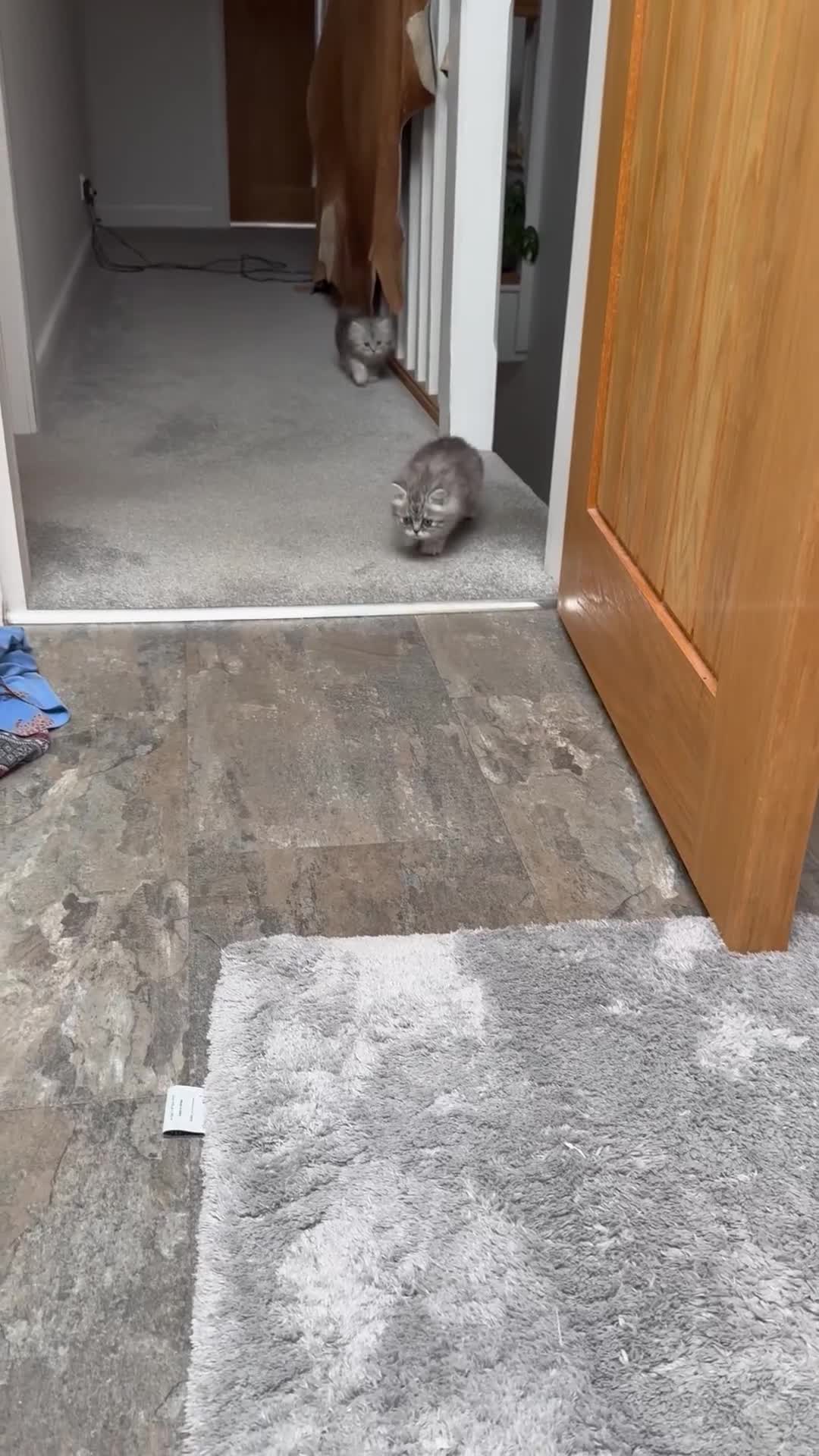 Persian cats for sale: Percian. Chinchilla  - Video 1