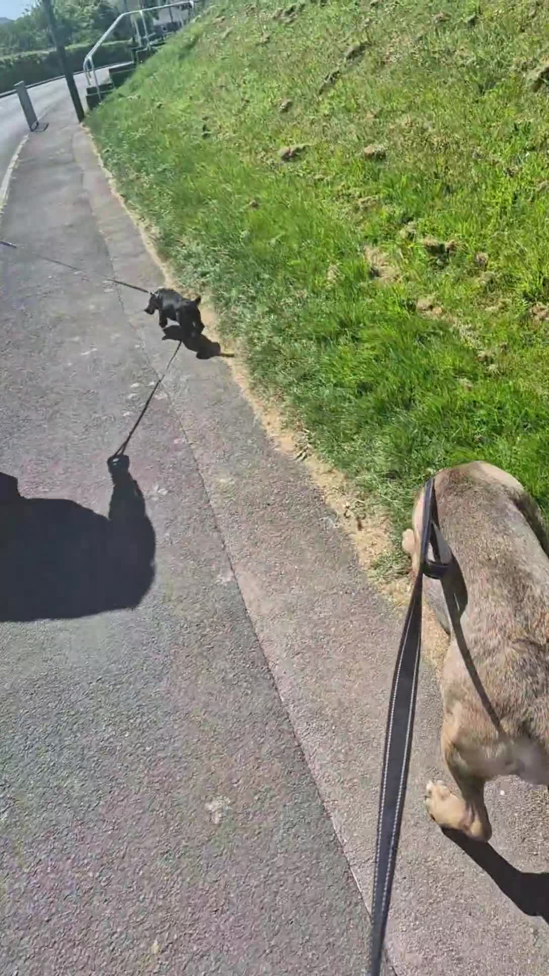 Cane Corso dogs for sale: Cane corso for sale  - Video 2