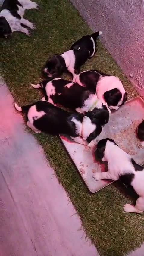 English Springer Spaniel dogs for sale: 2 springer spaniel puppies for sale  in Preston - Video 1