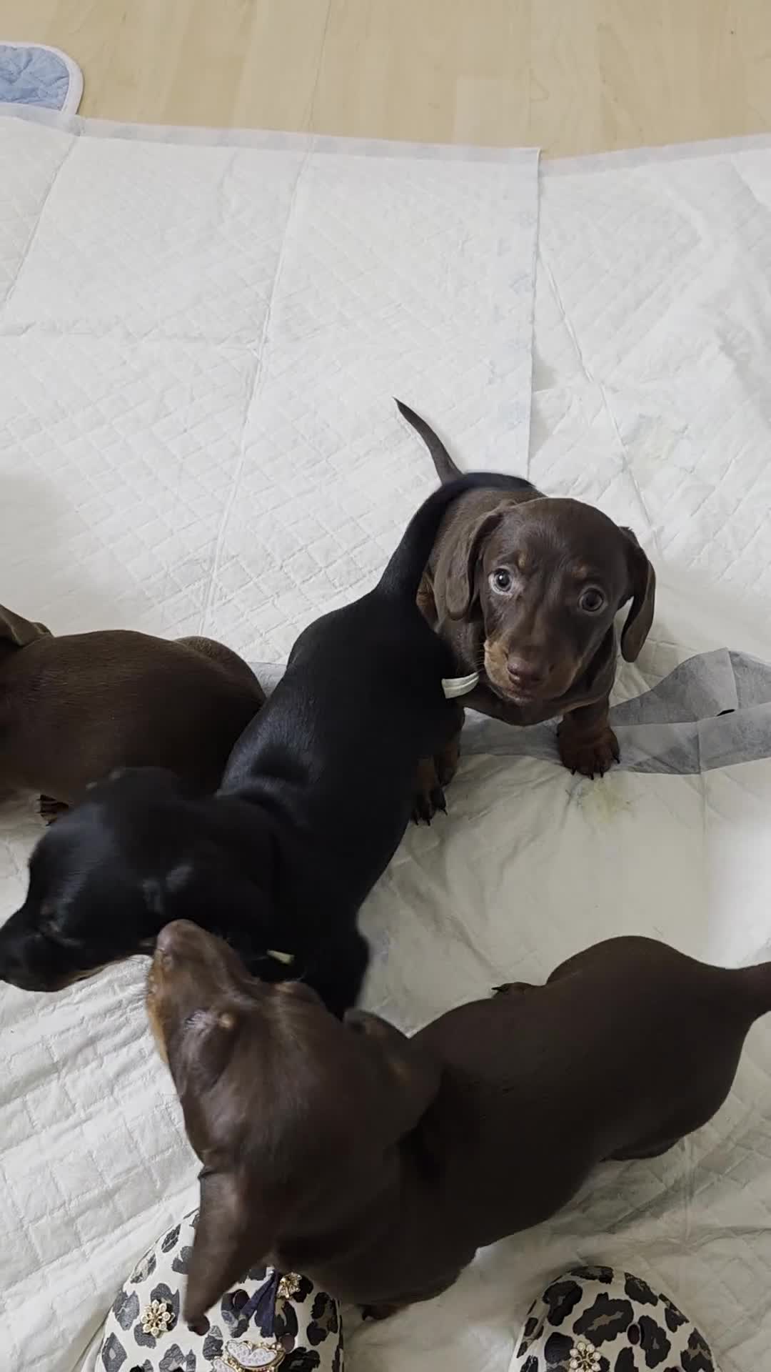 Miniature Dachshund dogs for sale: Mini dachshund puppies 🐶 available now - Video 3