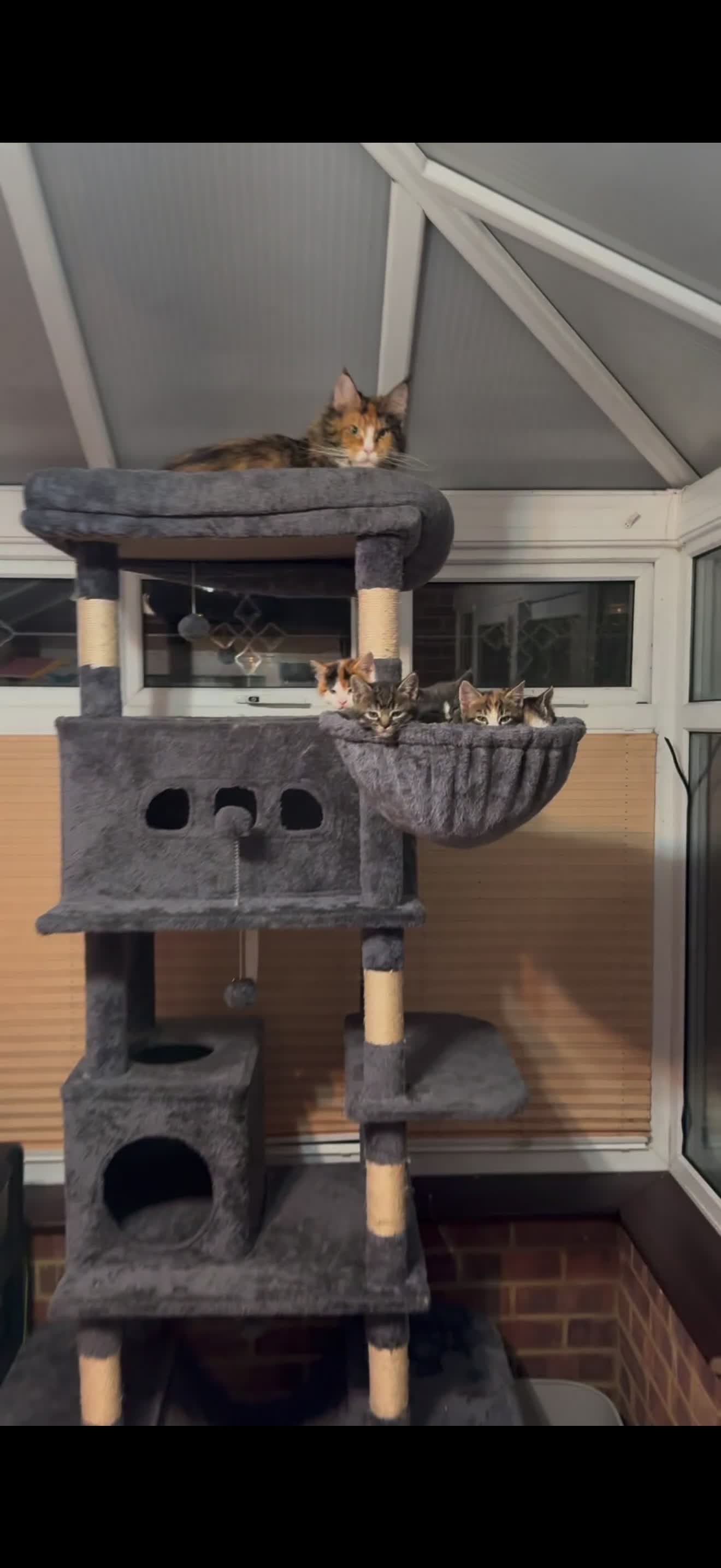 Maine Coon cats for sale: TORTOISESHELL MAINE COON X KITTENS - Video 2