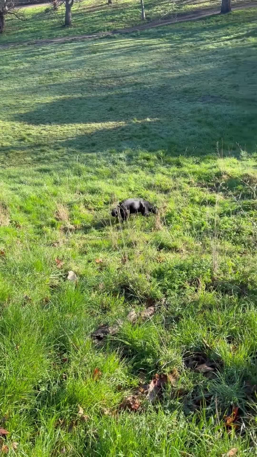 Labrador Retriever dogs for stud: Solid black working lab for stud duties - Video 1