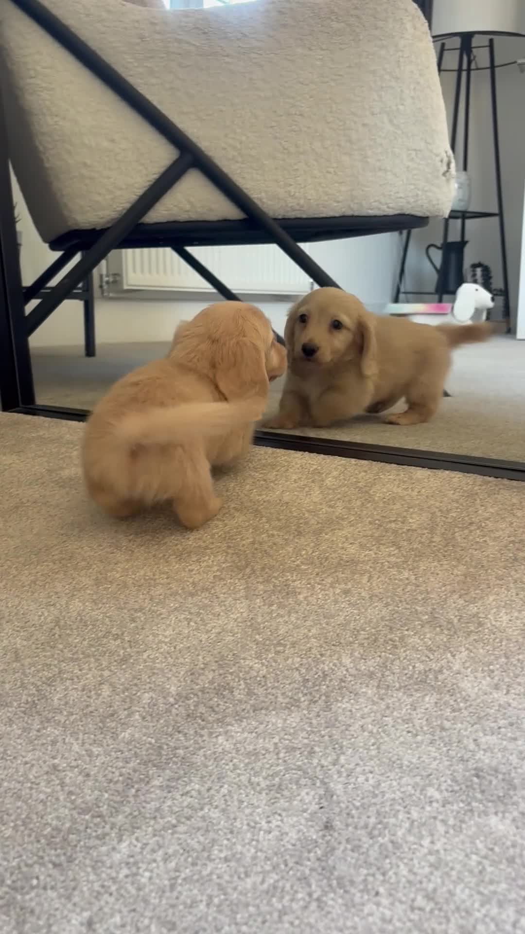 Miniature Dachshund dogs for sale: Miniature dachshund for sale ready now 🤍 - Video 1