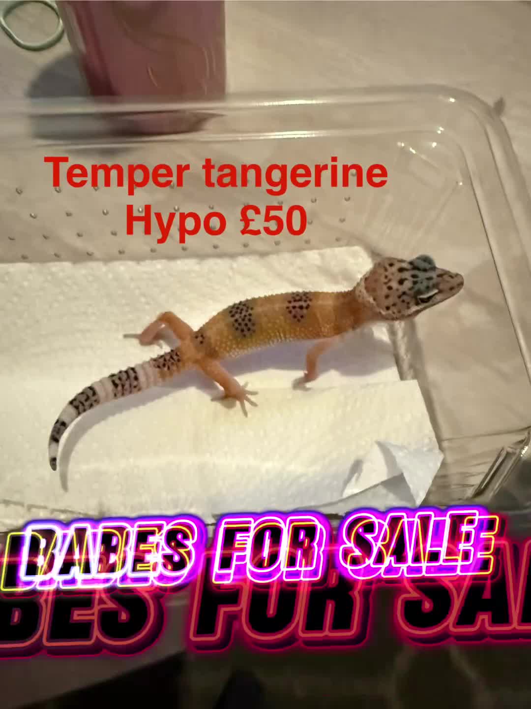 Leopard Gecko reptiles for sale: Leopard geckos  - Video 1