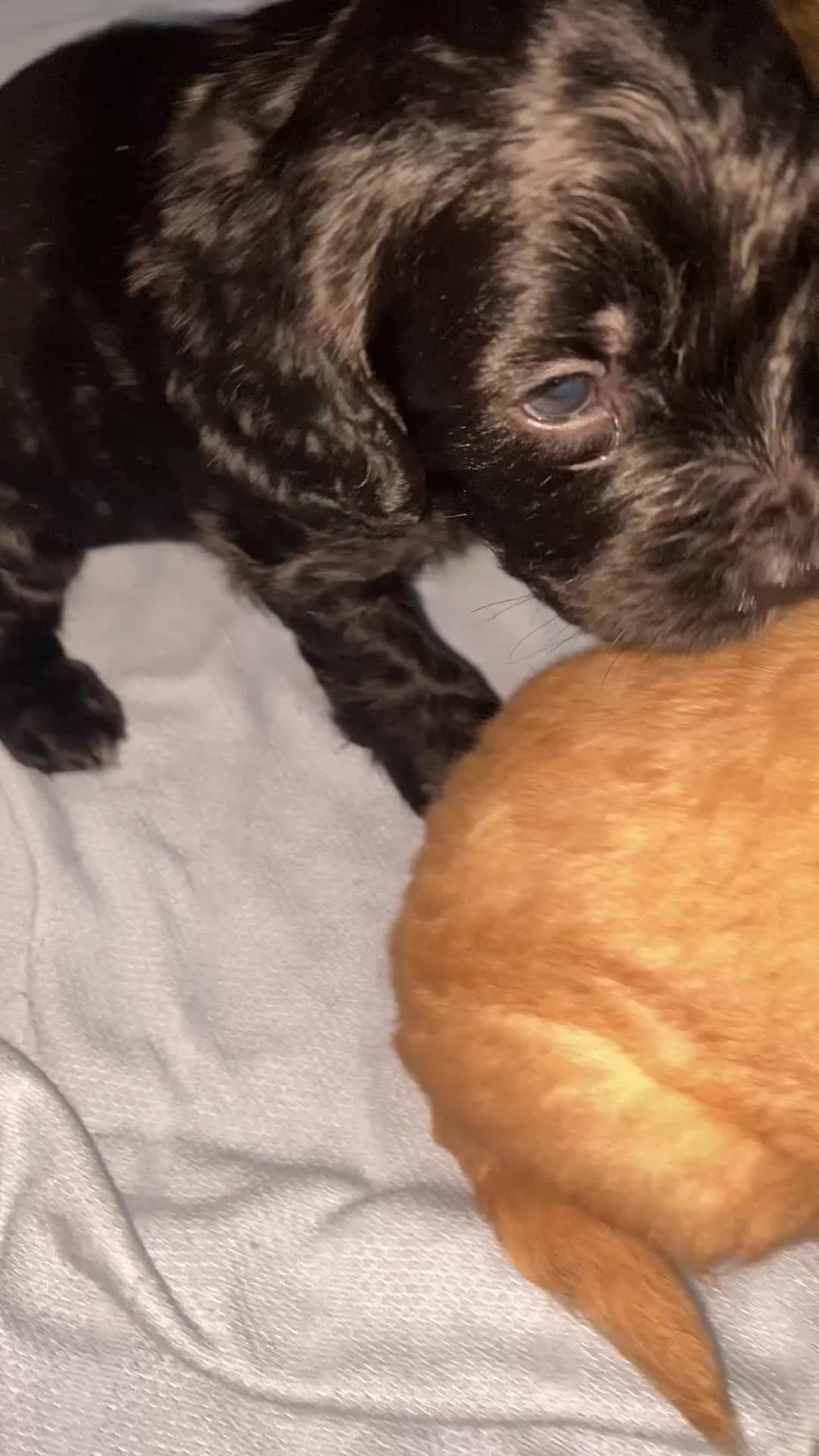 Cockapoo dogs for sale: Mini cockapoo f2  - Video 1