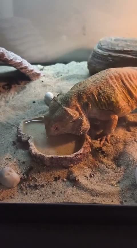 Dragon reptiles for sale: Bearded dragon in London - Video 2