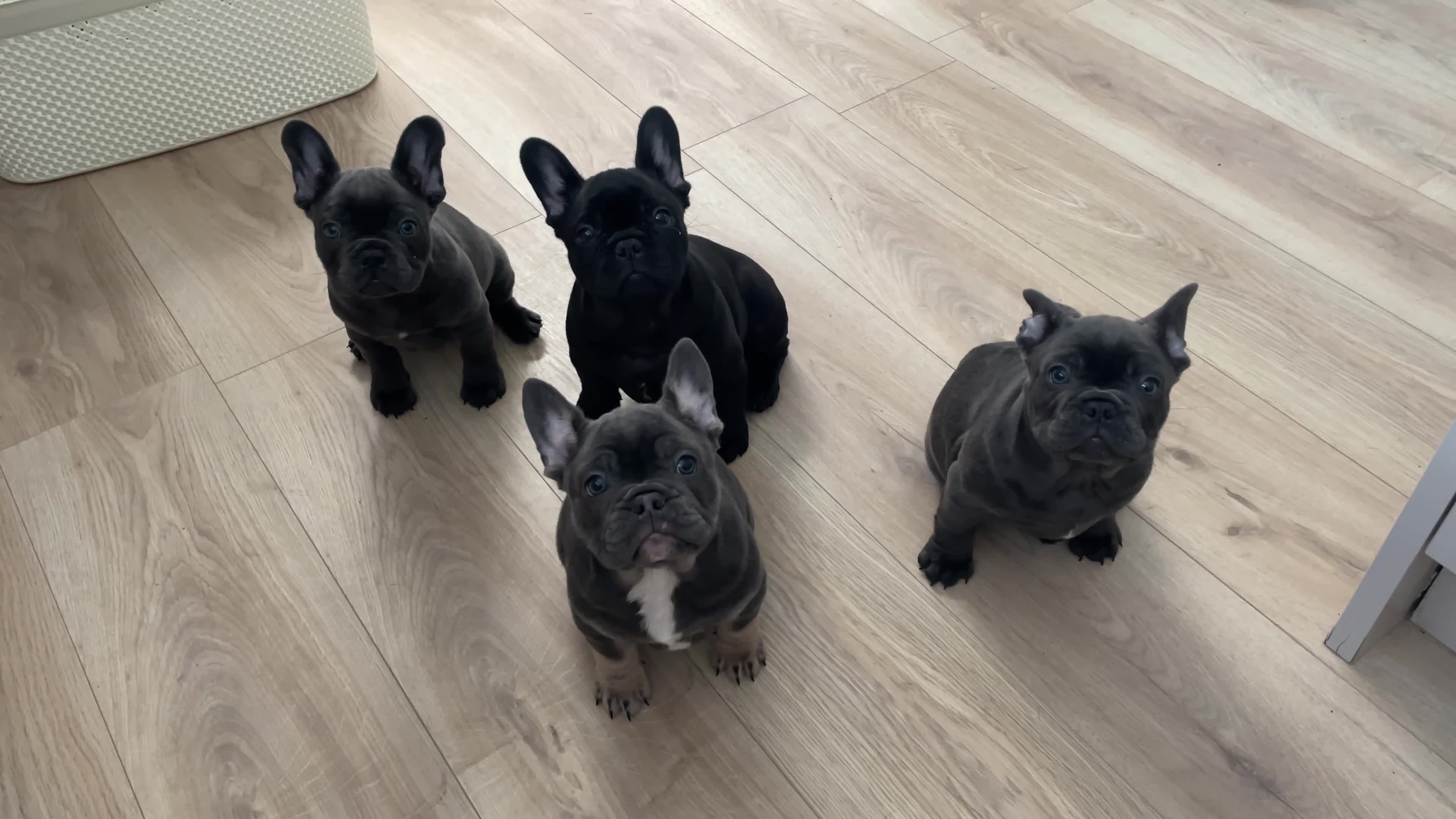 French Bulldog dogs for sale: French bulldog puppies for sale to good homes - Video 3
