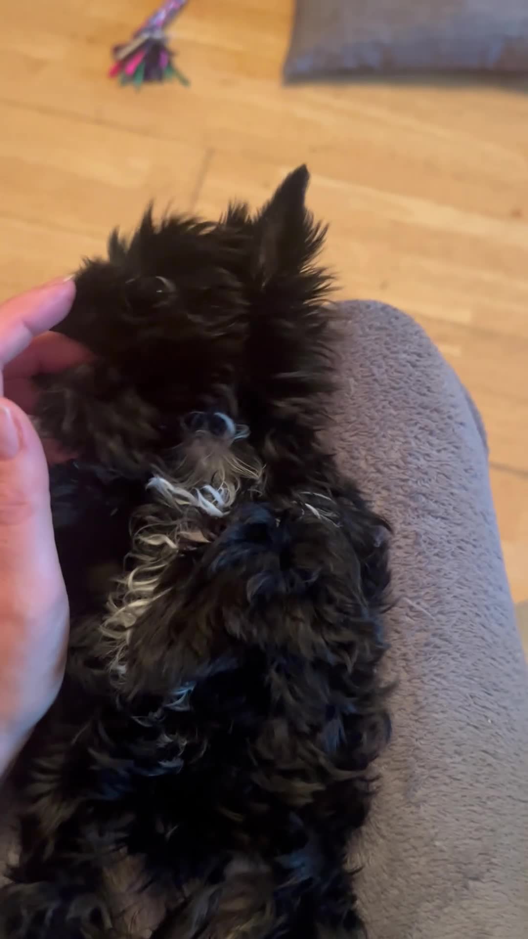 Biewer Terrier dogs for sale: Choco,black & ocean pearl Biewer Terrier - Video 4