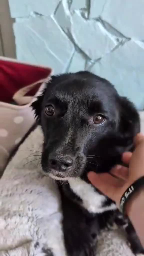 Mixed Breed dogs for adoption: 🏡 Carla ❤️ Ready for Forever - Video 1