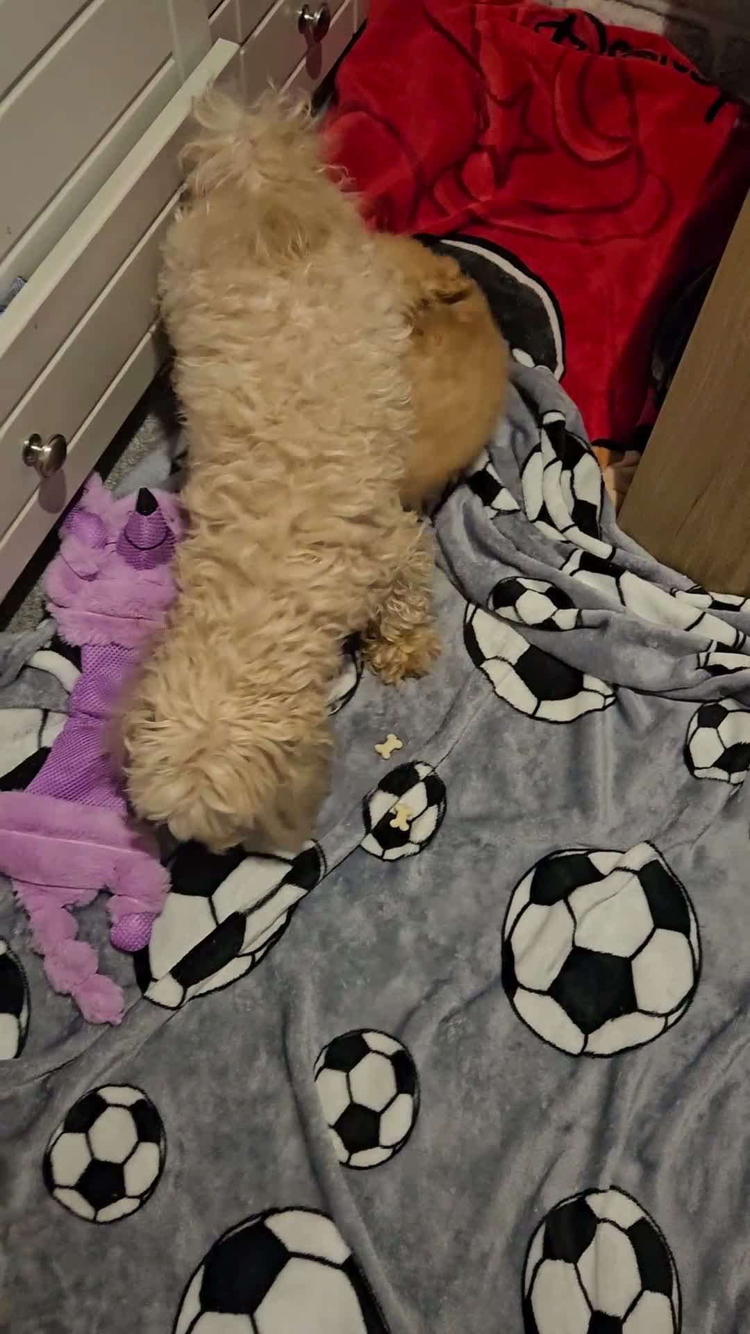 Maltipoo dogs for sale: 💛🌺 Two beautiful maltipoo pups 🌺💛 in Tonbridge - Video 4