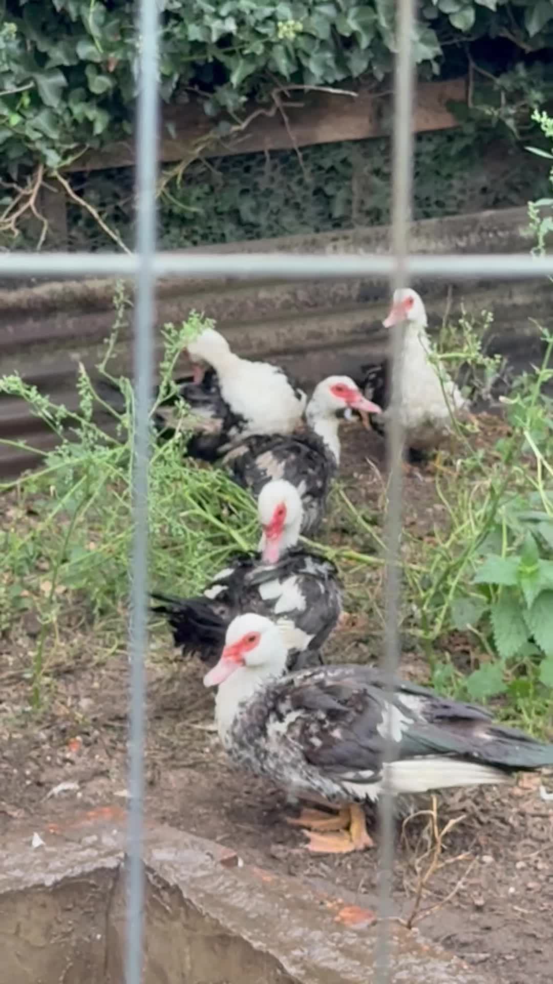 Ducks poultry for sale: Muscovy duck  - Video 1