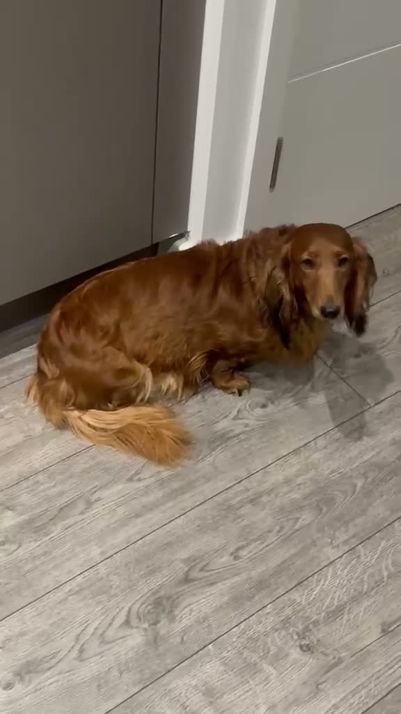 Dachshund dogs for sale: Standard longhair dachshund female  - Video 1