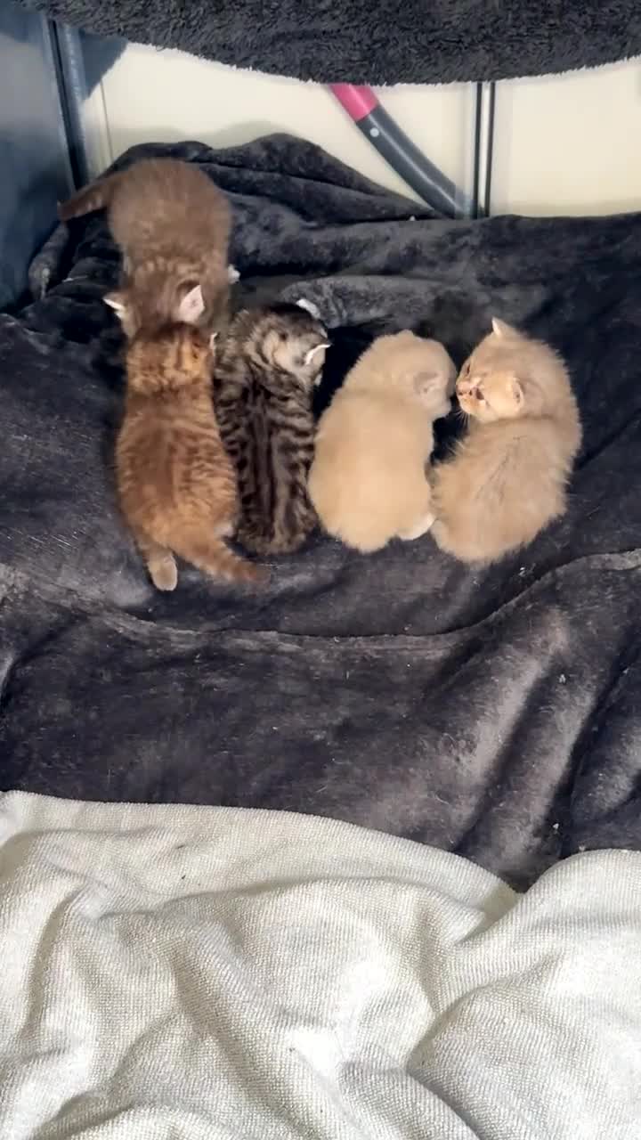 Scottish Fold cats for sale: SCOTTISH FOLD X BRITISH SHORTHAIR KITTENS FOR SALE in Rhyl - Video 1