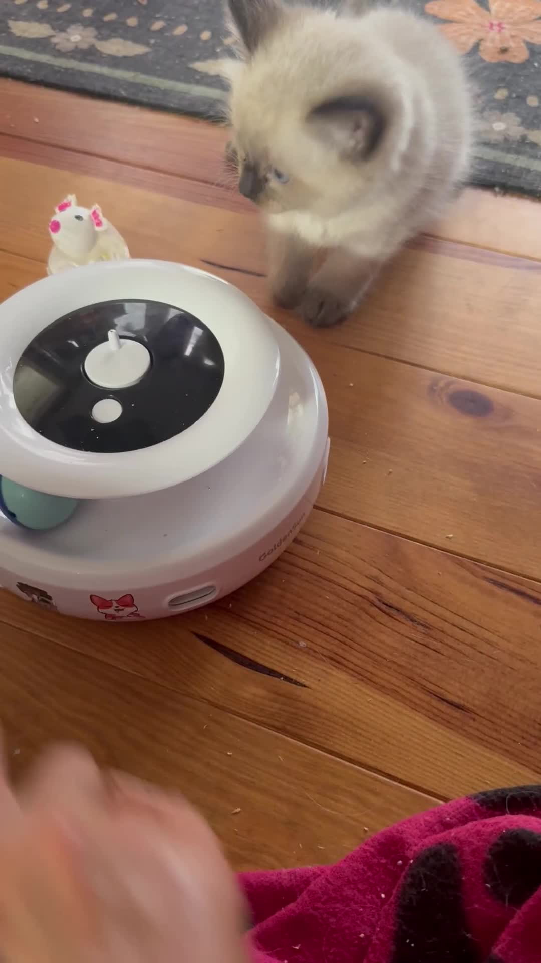 Ragdoll cats for sale: 2 boys for £700 (one from my other advert) - Video 2
