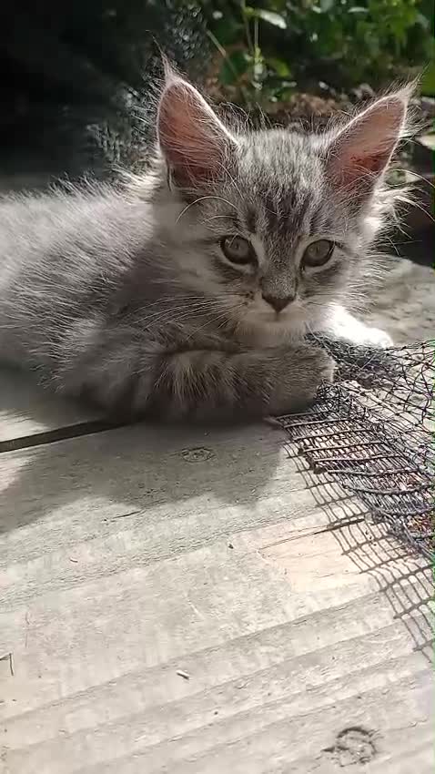 Maine Coon cats for sale: Maine coon Kittens in Oswestry - Video 2