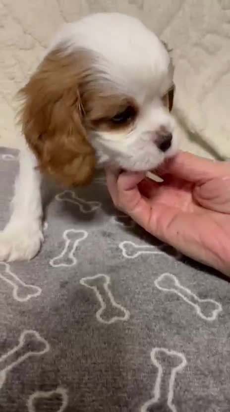 Cavalier King Charles Spaniel dogs for sale: Beautiful Blenheim King Charles spaniel pups    - Video 4