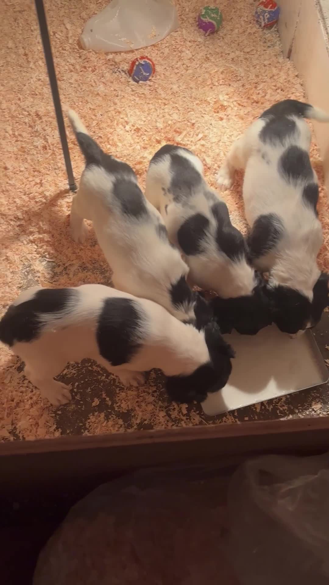 English Springer Spaniel dogs for sale: Springer spaniel pups  - Video 2