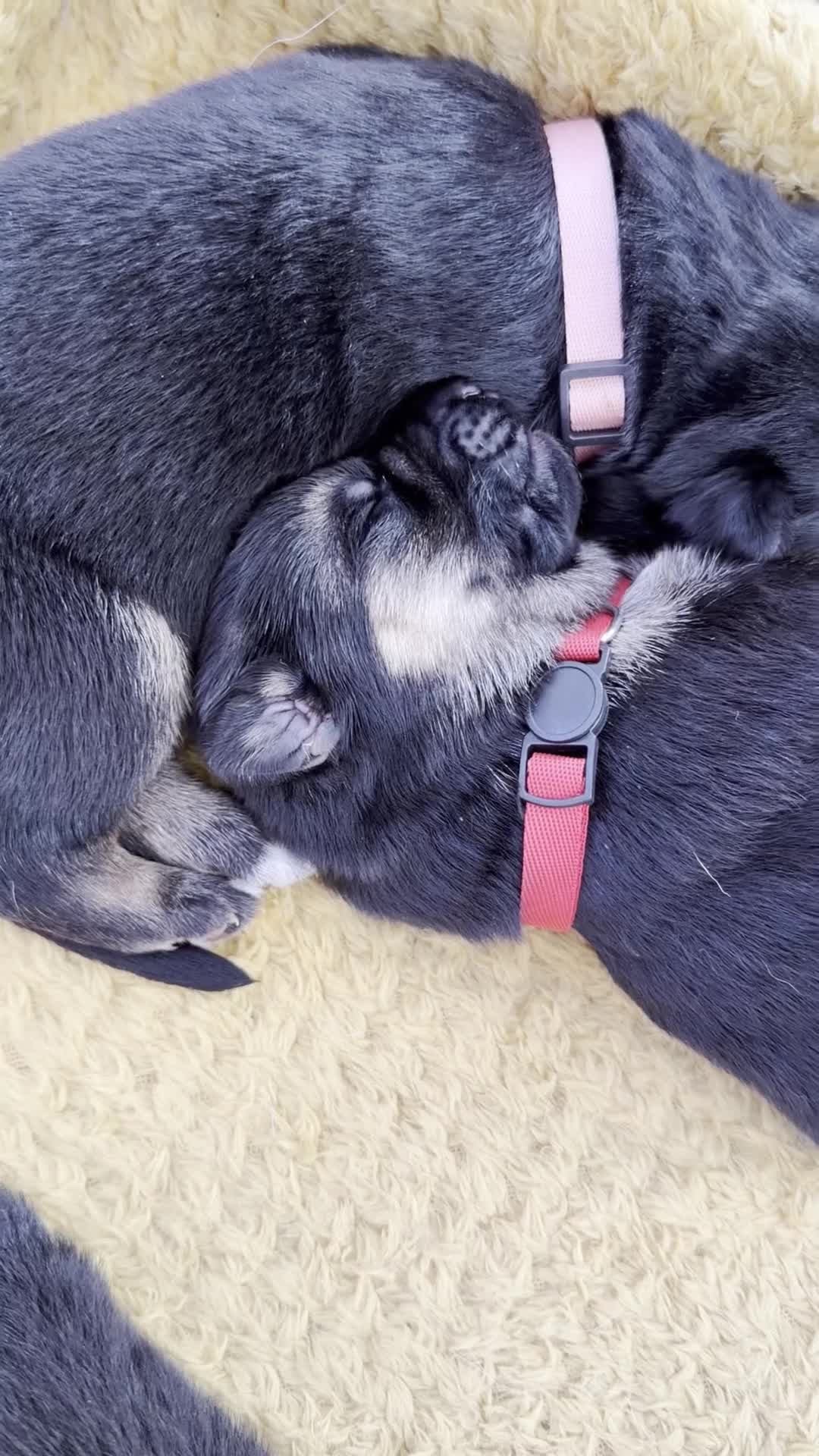 German Shepherd dogs for sale: Stunning GSD puppies by champion dog  - Video 1