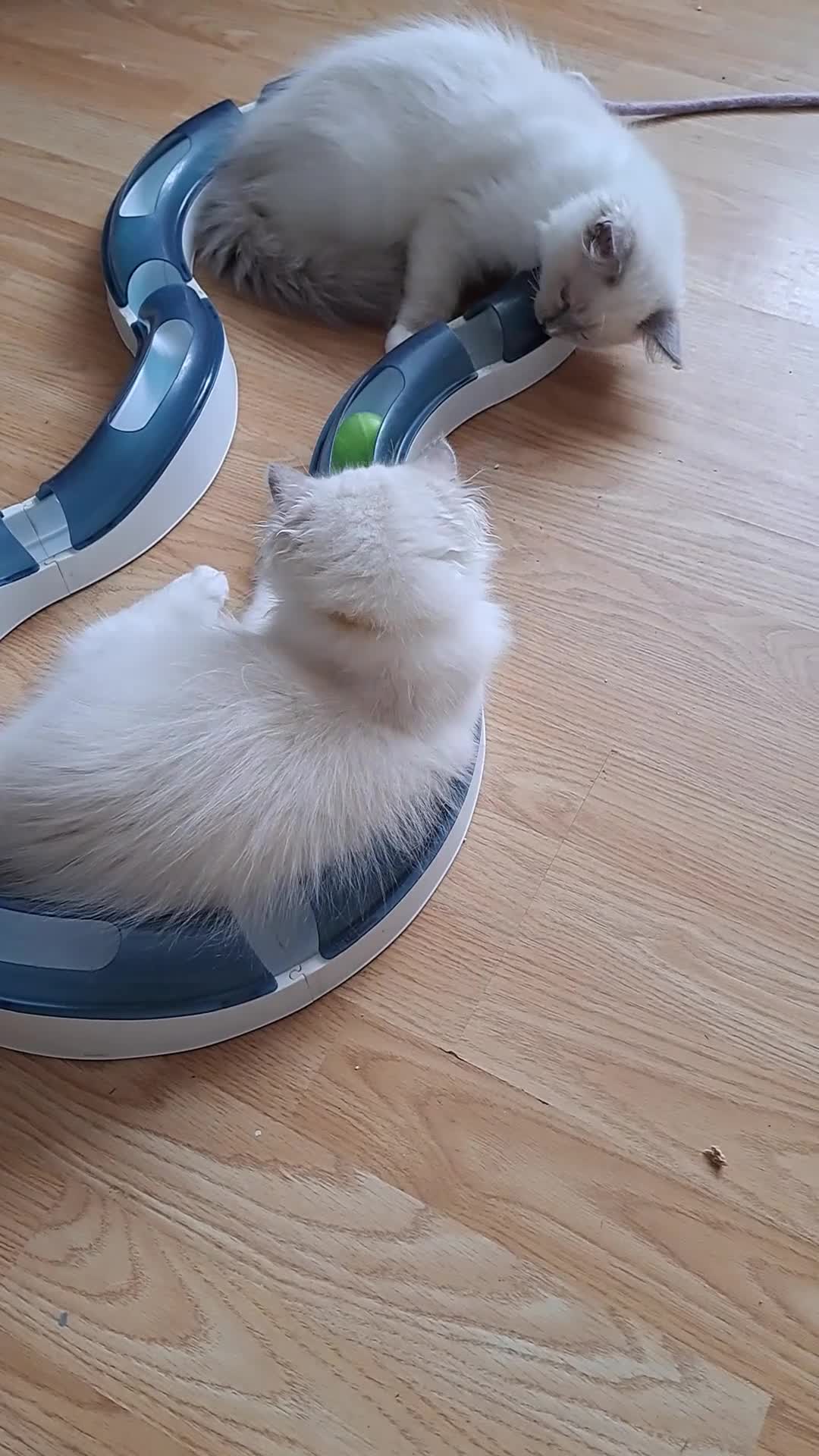 Ragdoll cats for sale: GCCF reg Ragdoll kittens  - Video 2