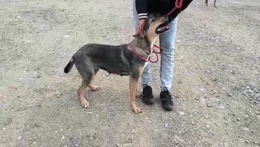 Mixed Breed dogs for adoption: 🌟 Special Home Needed for a Very Special Girl 🌟 in Pulborough - Video 3