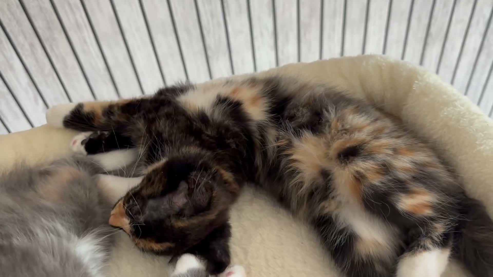 British Shorthair cats for sale: 2 loving girl kittens in Andover - Video 1