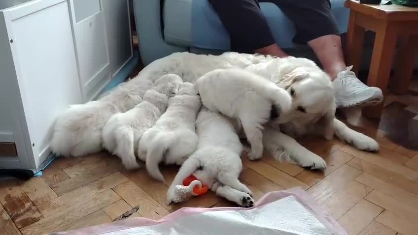 Golden Retriever dogs for sale: Little boy blue  - Video 1
