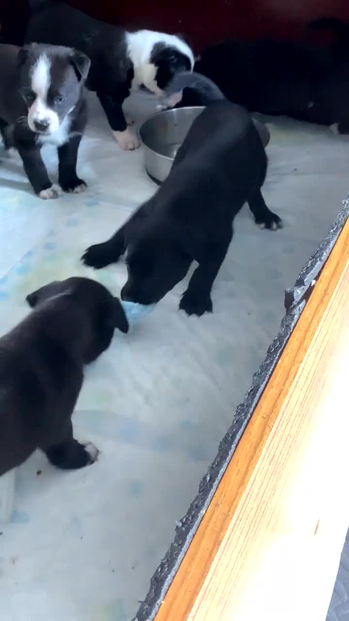 Mixed Breed dogs for sale: Lovey Husky Mix Puppies - Video 1