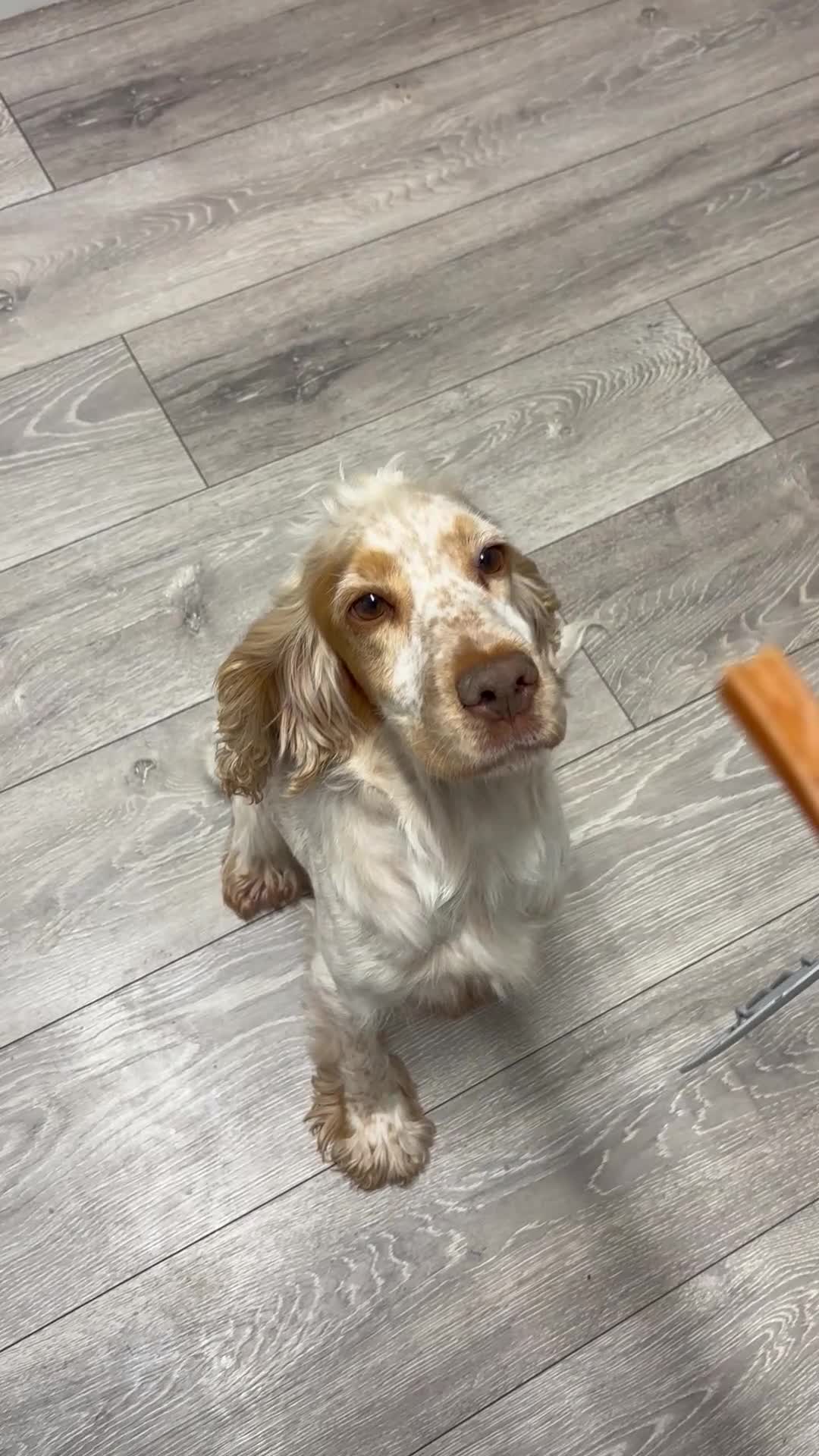 Cocker Spaniel dogs for sale: Lilly the cocker spaniel - Video 3