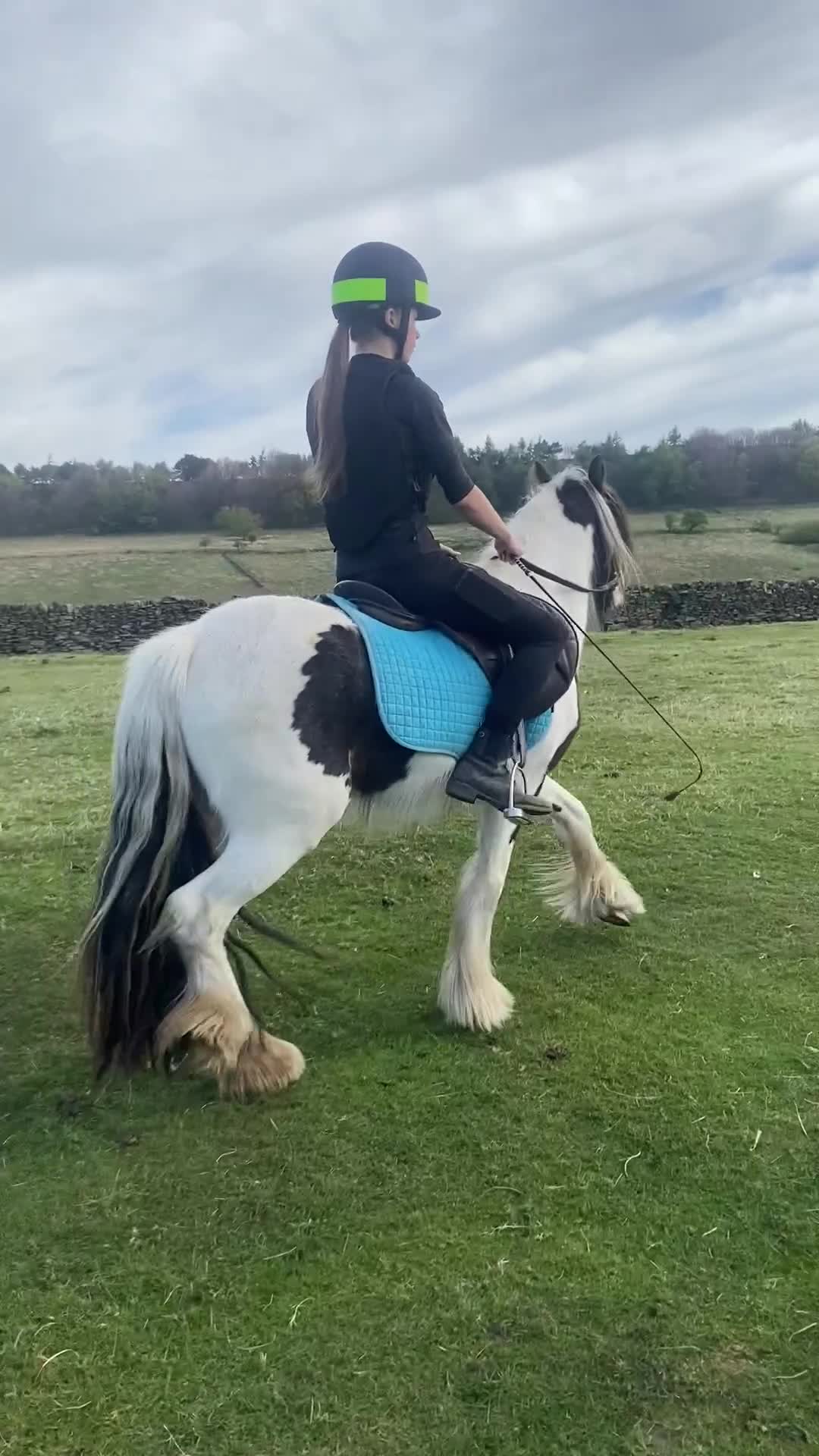 Irish Cob horses for sale: Quiet 3 year old 13hh mare  - Video 1