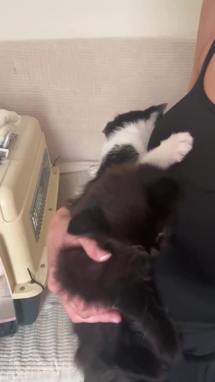 British Longhair cats for sale: 9 week old kittens for sale - Video 1