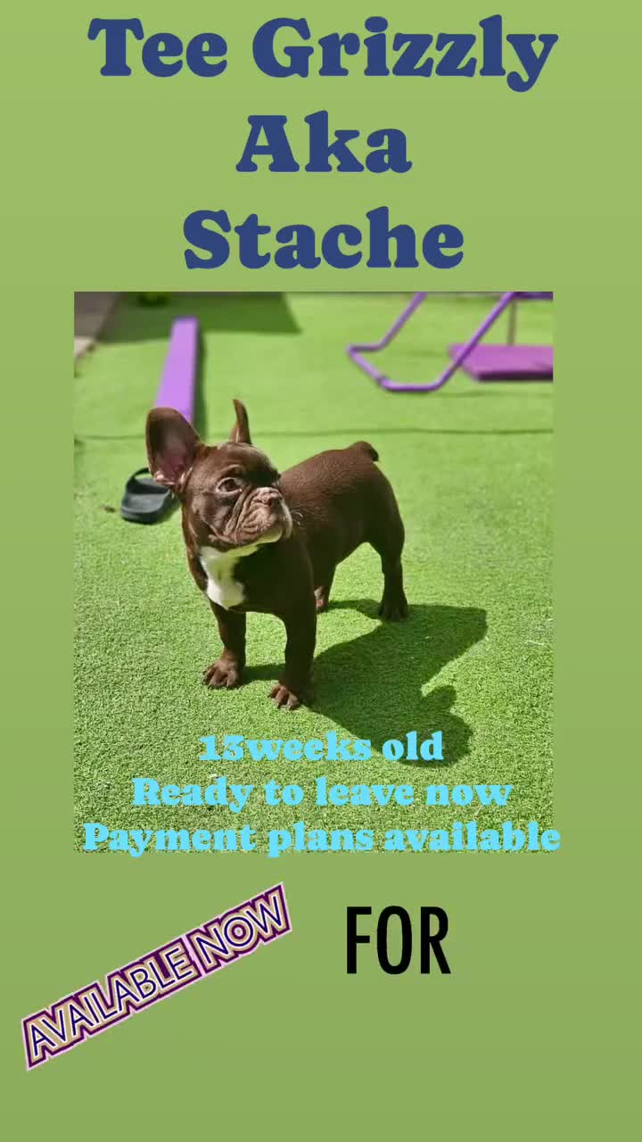 French Bulldog dogs for sale: 4 rojo male frenchie puppys - Video 1