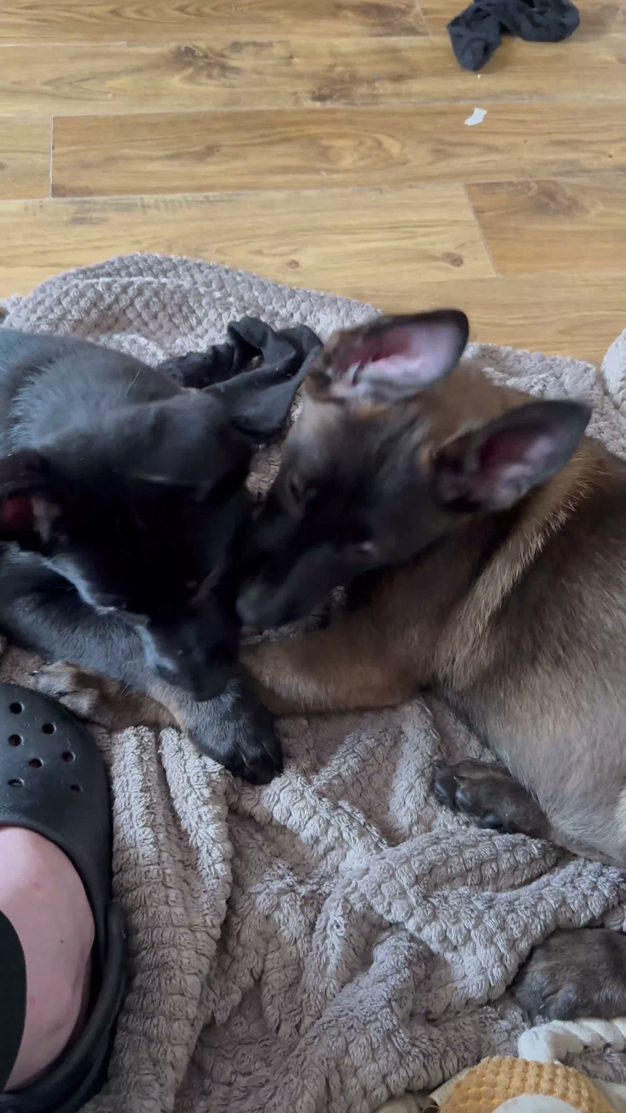 Belgian Shepherd Dog dogs for sale: last Belgian shepherd Harry READY TO GO - Video 1