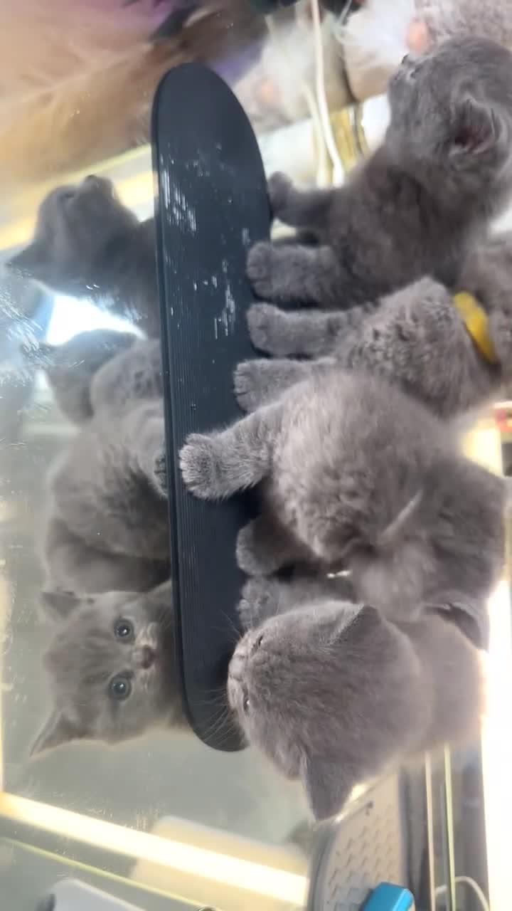 British Shorthair cats for sale: READY BRITISH SHORTHAIR FOR SALE - Video 2