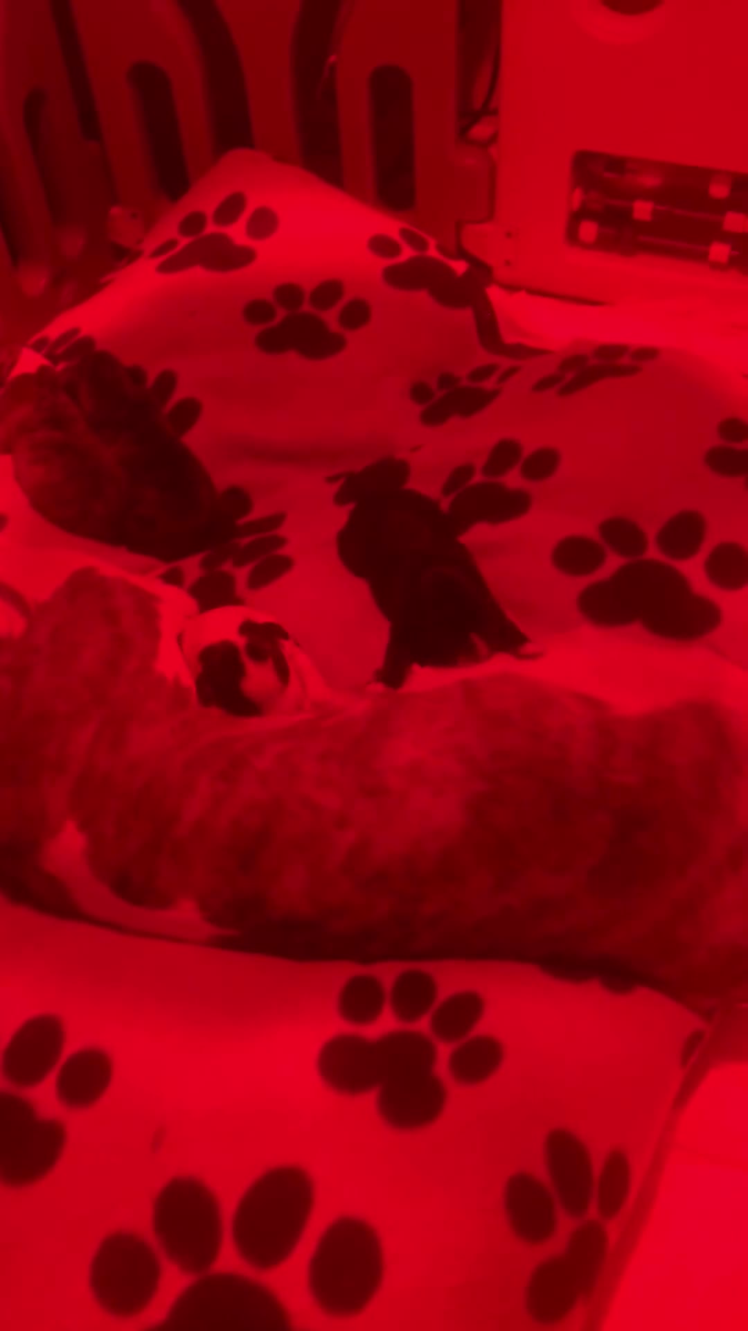 Whippet dogs for sale: Whippet Pups For Sale - Video 2