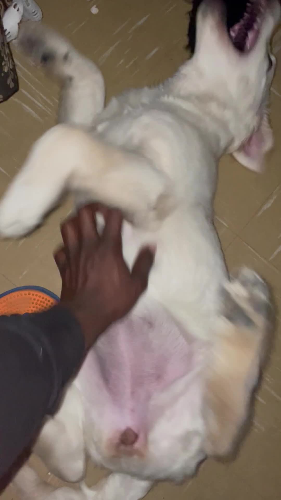 Goldador dogs for sale: Daisy  - Video 1