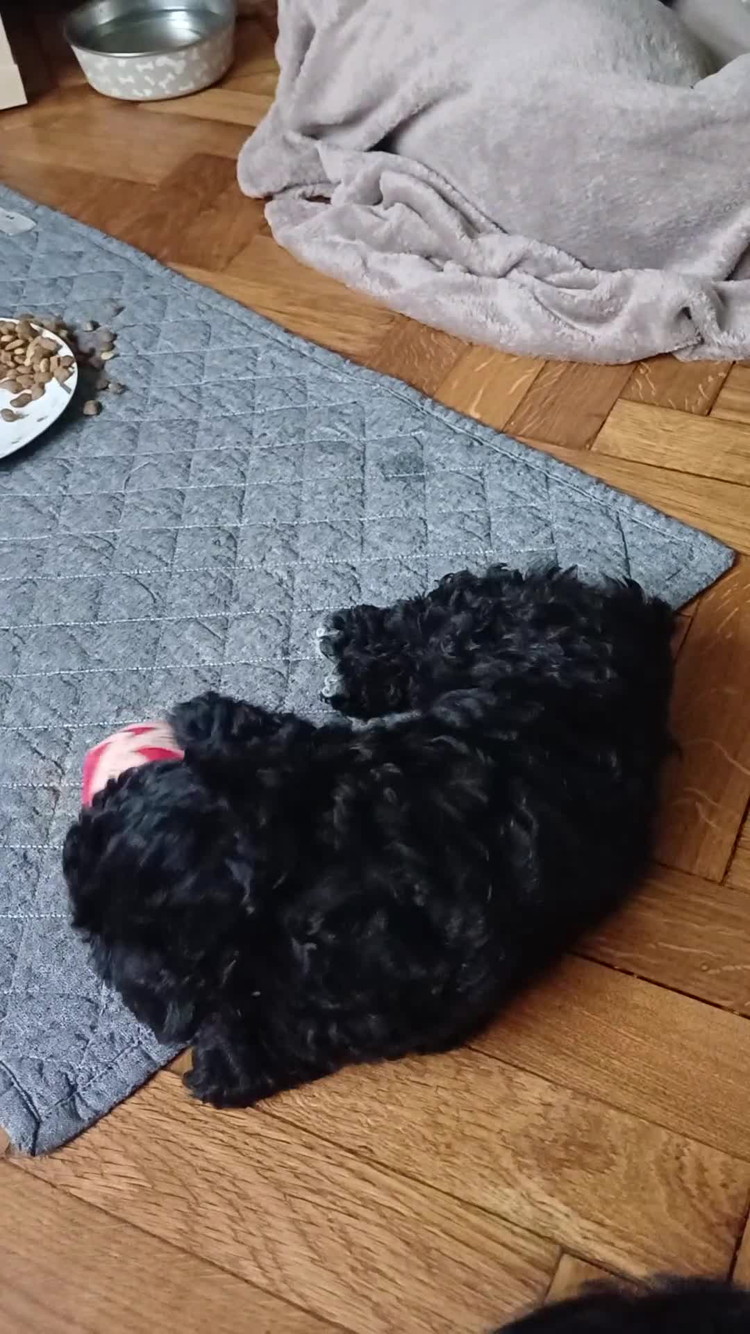 Mixed Breed dogs for sale: F2 Cavapoo puppies - NOW - Video 2