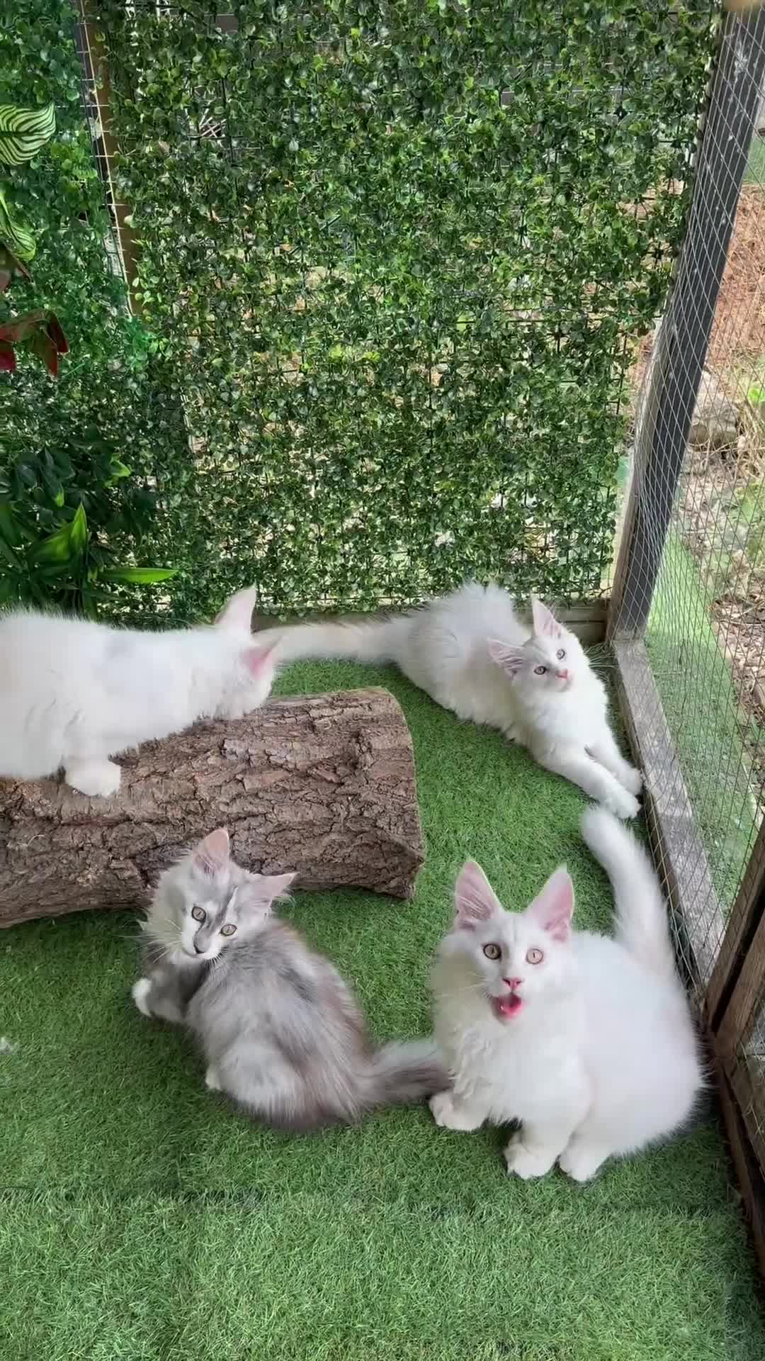Maine Coon cats for sale:     🌟🌟Amazing Kittens Maine Coon 🌟🌟 - Video 1