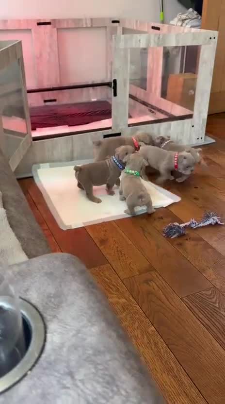 English Bulldog dogs for sale: For sale: 7 English Bulldog Puppies - Video 1