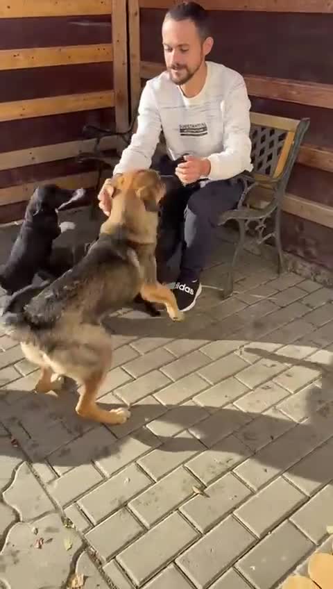 Mixed Breed dogs for adoption: BIBY, a Lovely young girl - for a Loving Home - Video 2