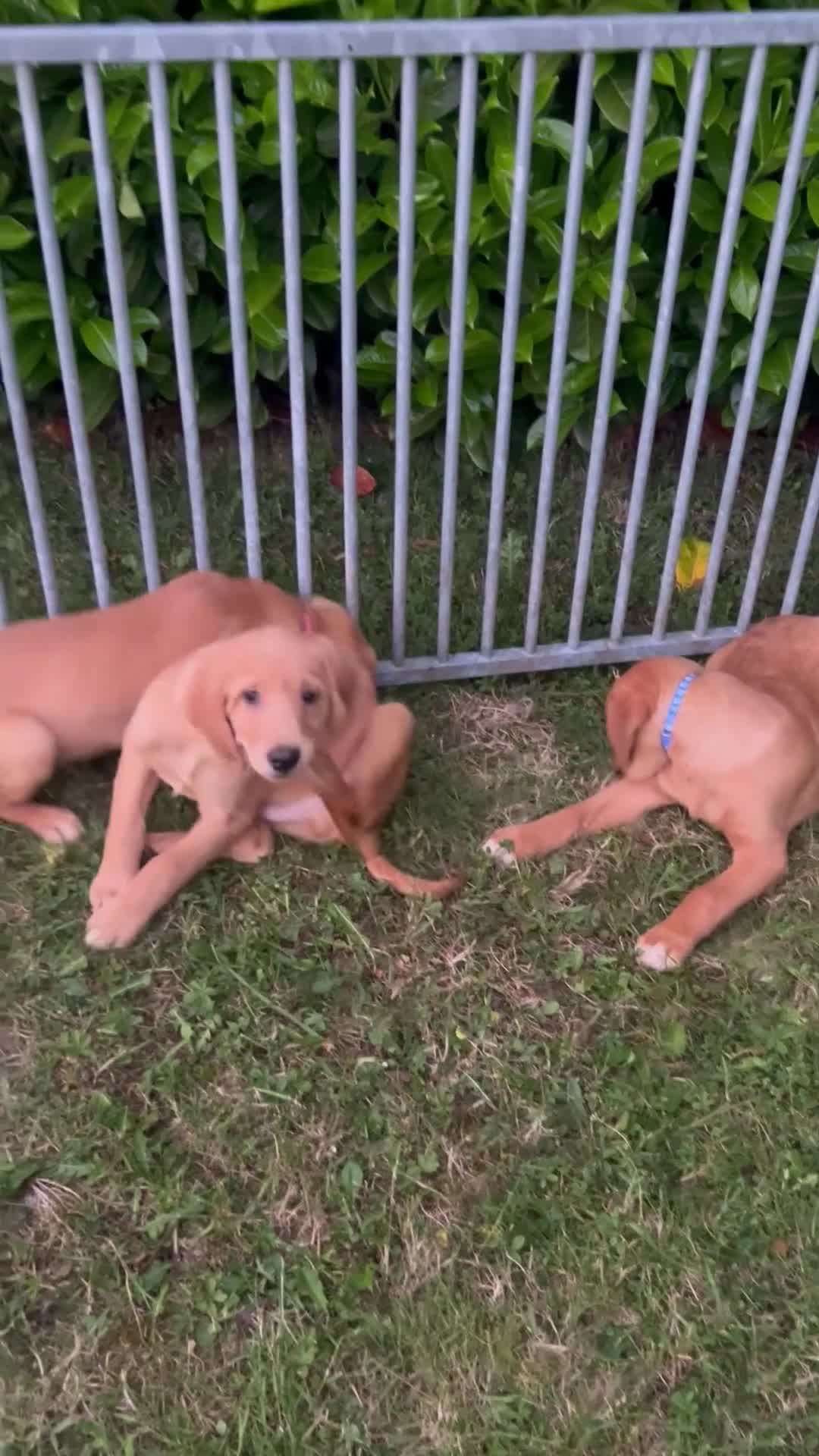 Goldador dogs for sale:  ♥️Gorgeous Puppies Ready For Walks ♥️ - Video 1