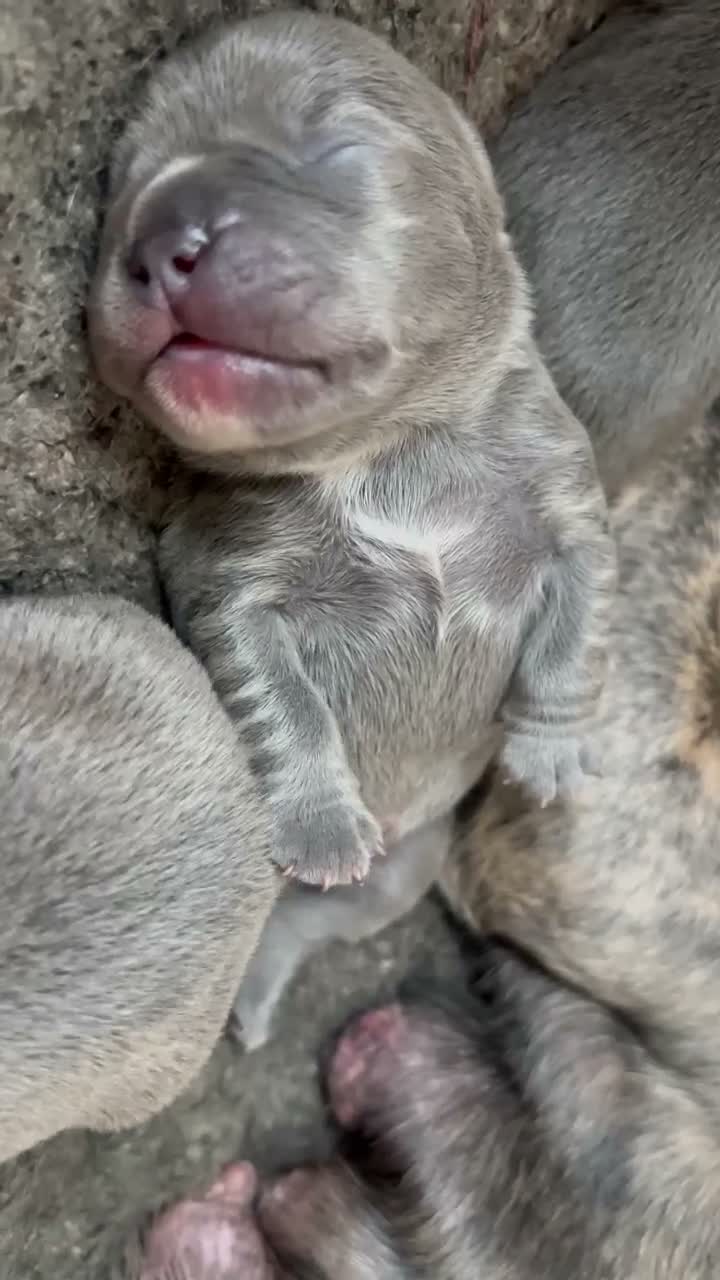 French Bulldog dogs for sale: Beautiful French bulldogs new borns  🐶💙💗 - Video 1